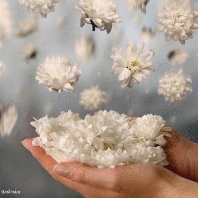 http://sq.imagens.s3.amazonaws.com/1110-Outubro/Flores.jpg