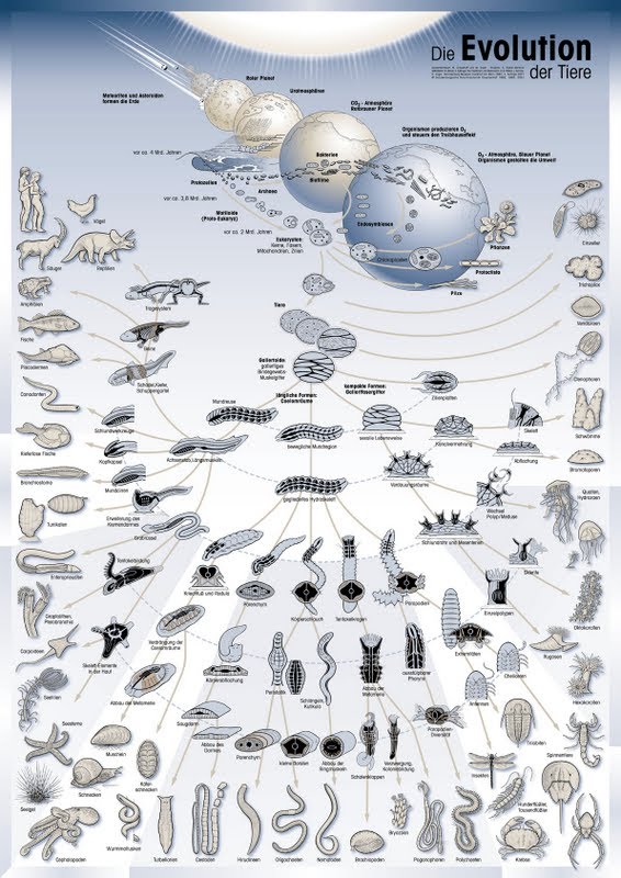 http://sq.imagens.s3.amazonaws.com/Evolucao_Animais.jpg